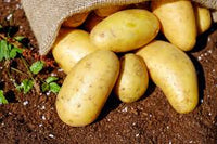 Potatos with dirt